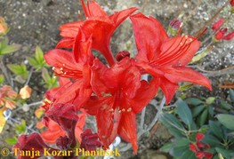 Azalea hy. 'Gibraltar' - listopadna azaleja