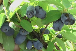 Lonicera caerulea var. kamtschatica 'Boreal Beast' - sibirska borovnica