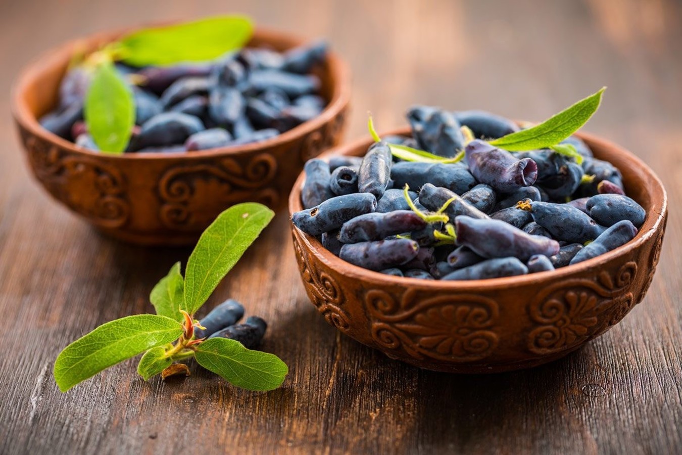 Sibirske borovnice.jpg