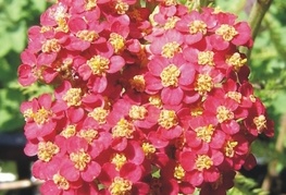 Achillea millefolium 'Paprika' - rman