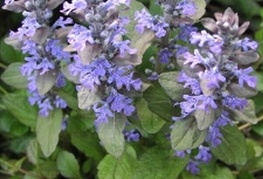 Ajuga reptans 'Chameleon' - plazeči skrečnik