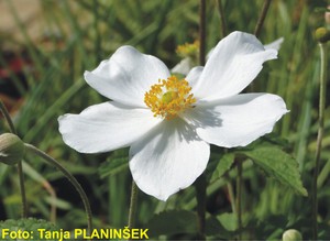 Anemone japonica hy Honrine Jobert.jpg