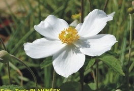 Anemone x hybrida 'Honorine Jobert' (= A. japonica 'Honorine Jobert') - jesenska anemona, japonska anemona, veternica