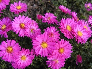 Aster (D) Starlight.jpg