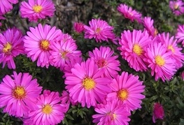 Aster dumosus 'Starlight' - jesenska astra