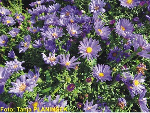 Aster domosus Samoa.jpg