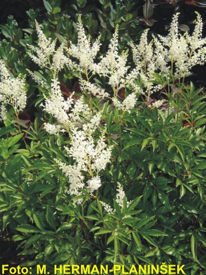 Astilbe arendsii Irrlich.jpg