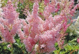 Astilbe chinensis 'Pumila' - pokrovna kresnica