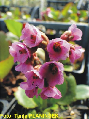 Bergenia cordifolia Rotblum.jpg