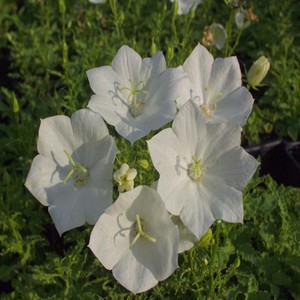 Campanula carpatica Alba.jpg