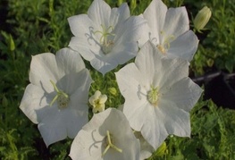 Campanula carpatica 'White Clips' - zvončnica