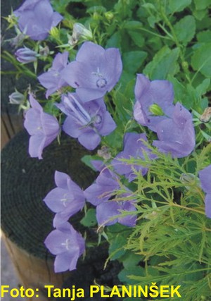 Campanula carpatica Blue Clips.jpg