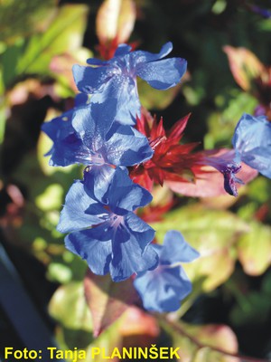 Ceratostigma plumbagoides 1.jpg