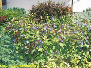 Ceratostigma plumbagoides.jpg