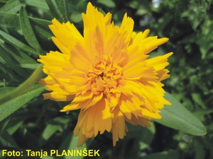 Coreopsis grandiflora Early Sunrise.jpg