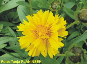Coreopsis grandiflora Presto.jpg