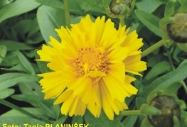 Coreopsis grandiflora 'Presto' - lepe očke