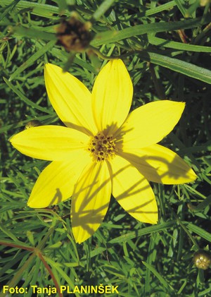 Coreopsis verticilata Zagreb.jpg