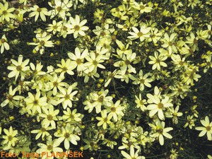 Coreopsis verticillata Moonbeam.jpg
