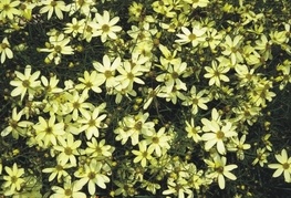 Coreopsis verticillata 'Moonbeam' - lepe očke