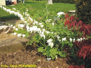 Dicentra spectabilis Alba.jpg