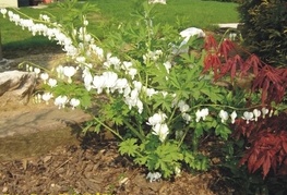 Dicentra spectabilis 'Alba' - srčki