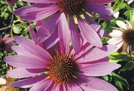 Echinacea purpurea 'Prairie Splendor™' - ameriški slamnik