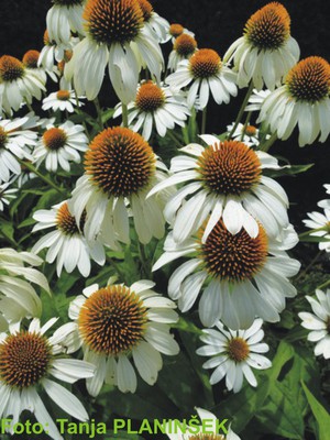 Echinacea purpurea Alba.jpg