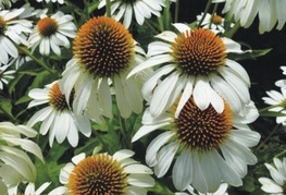 Echinacea purpurea 'Alba' - ameriški slamnik