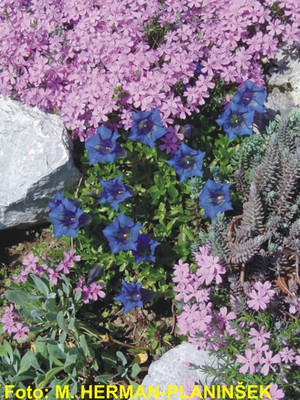 Gentiana acaulis.jpg