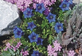 Gentiana acaulis - svišč