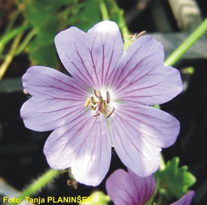 Geranium magnificum 1.jpg