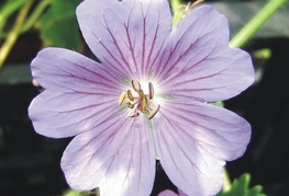 Geranium x magnificum - krvomočnica