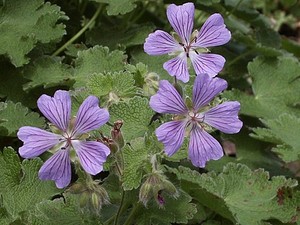 Geranium renardii Philippe Vapelle.jpg