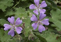 Geranium renardii 'Philippe Vapelle' - krvomočnica