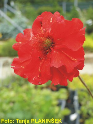 Geum x chiloense Feuerball.jpg