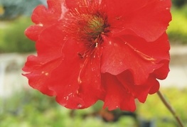 Geum x chiloense 'Feuerball' - sretena