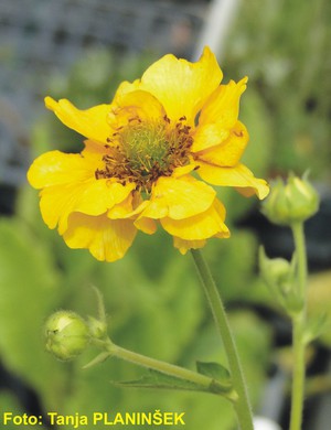 Geum x chiloense Goldball.jpg