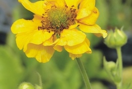 Geum x chiloense 'Goldball' - sretena