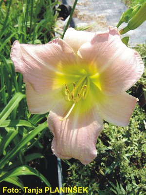 Hemerocallis Chaterine Woodbury.jpg
