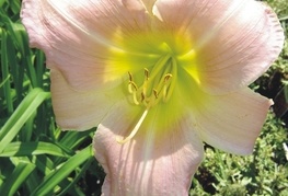 Hemerocallis 'Catherine Woodbury' - maslenica, enodnevna lilija