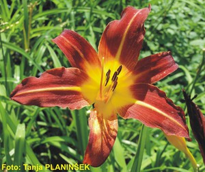 Hemerocallis Crimson Pirate.jpg