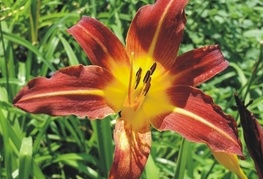 Hemerocallis 'Crimson Pirate' - maslenica, enodnevna lilija