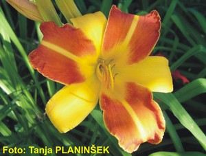 Hemerocallis Frans Hals.jpg