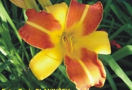 Hemerocallis 'Frans Hals' - maselnica, enodnevna lilija