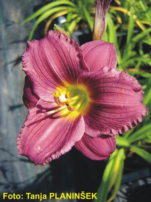 Hemerocallis Little Fellow.jpg