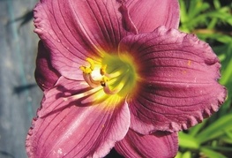 Hemerocallis 'Little Fellow' - maslenica, enodnevna lilija