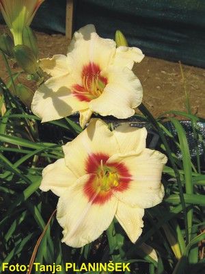 Hemerocallis Pandoras Box.jpg