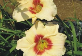 Hemerocallis 'Pandora's Box' - maslenica, enodnevna lilija