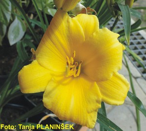Hemerocallis Stella dOro.jpg